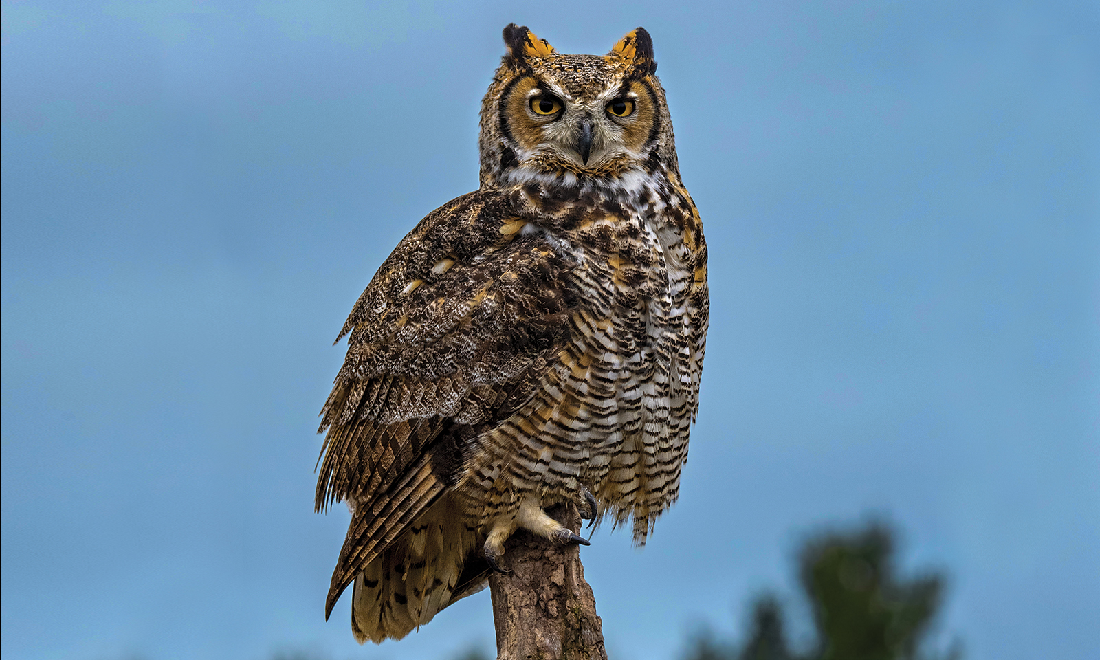 Autumn sunsets are a magical time for watching wildlife