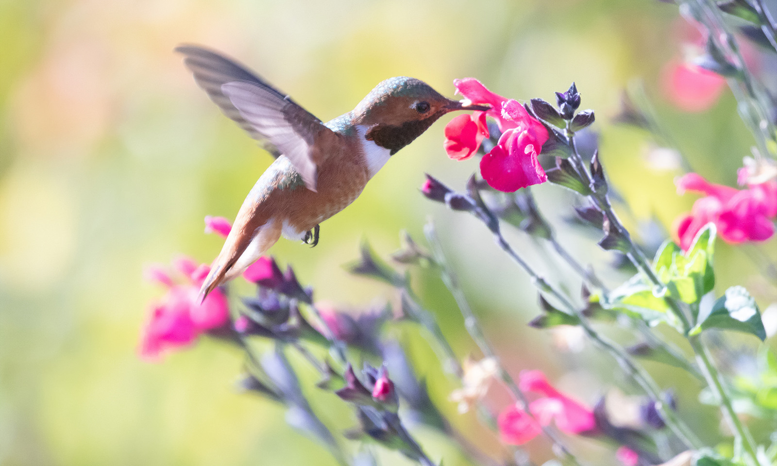 Aromatic native plants bring sensory dimension