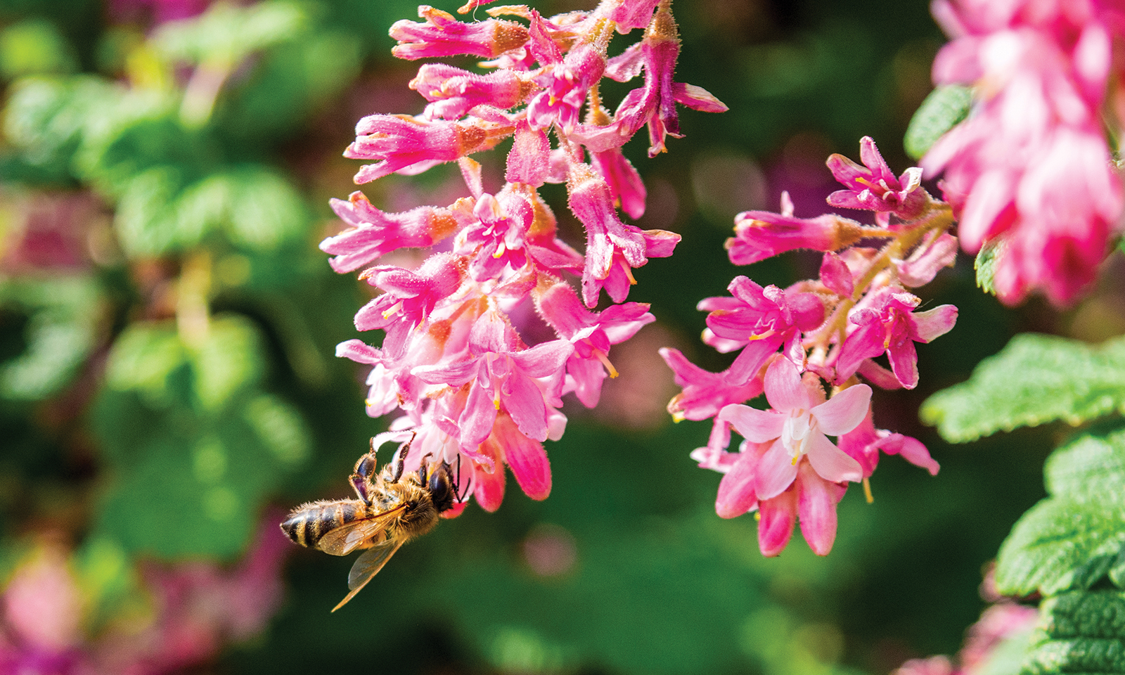 California native plant of the month: Chaparral currant